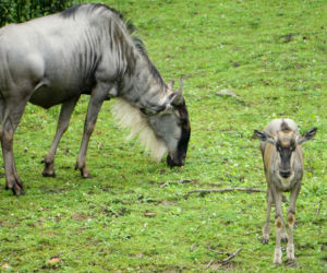 We wrocławskim zoo urodziły się gnu białobrode
