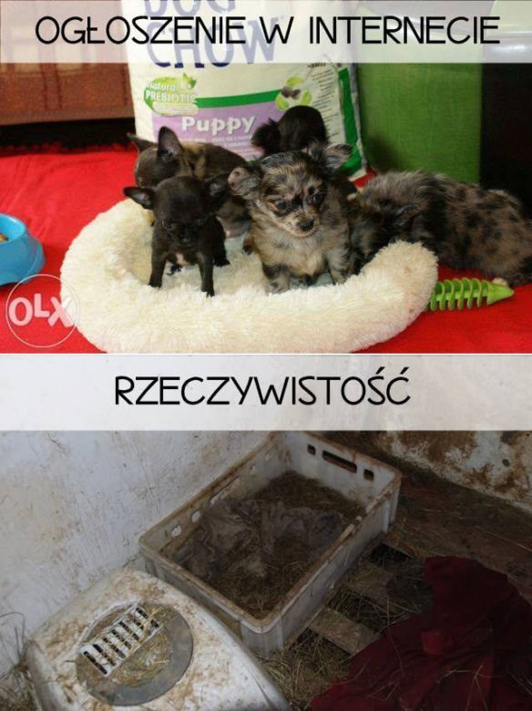 Interwencja inspektorów TOZ w Jabłowie
