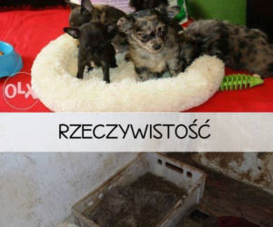 Interwencja inspektorów TOZ w Jabłowie