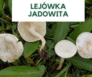 Najbardziej trujące grzyby w Polsce. Ich zjedzenie grozi śmiercią! [GALERIA]