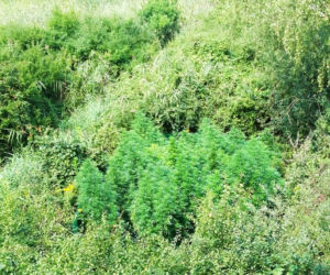 Nielegalne plantacje konopi znalezione pod Mielcem