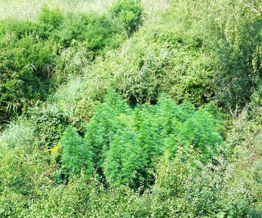 Nielegalne plantacje konopi znalezione pod Mielcem