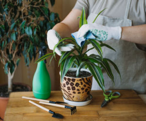 Dracena wonna
