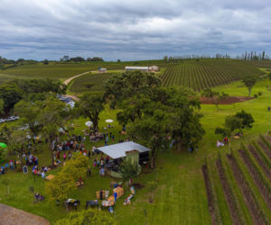 Aurea w stanie Rio Grande do Sul