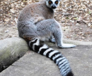 WOŚP: W Bydgoszczy możesz wylicytować kamienie lemura! Co jeszcze trafiło na aukcję? 