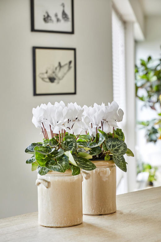 Cyklamen perski, Cyclamen persicum