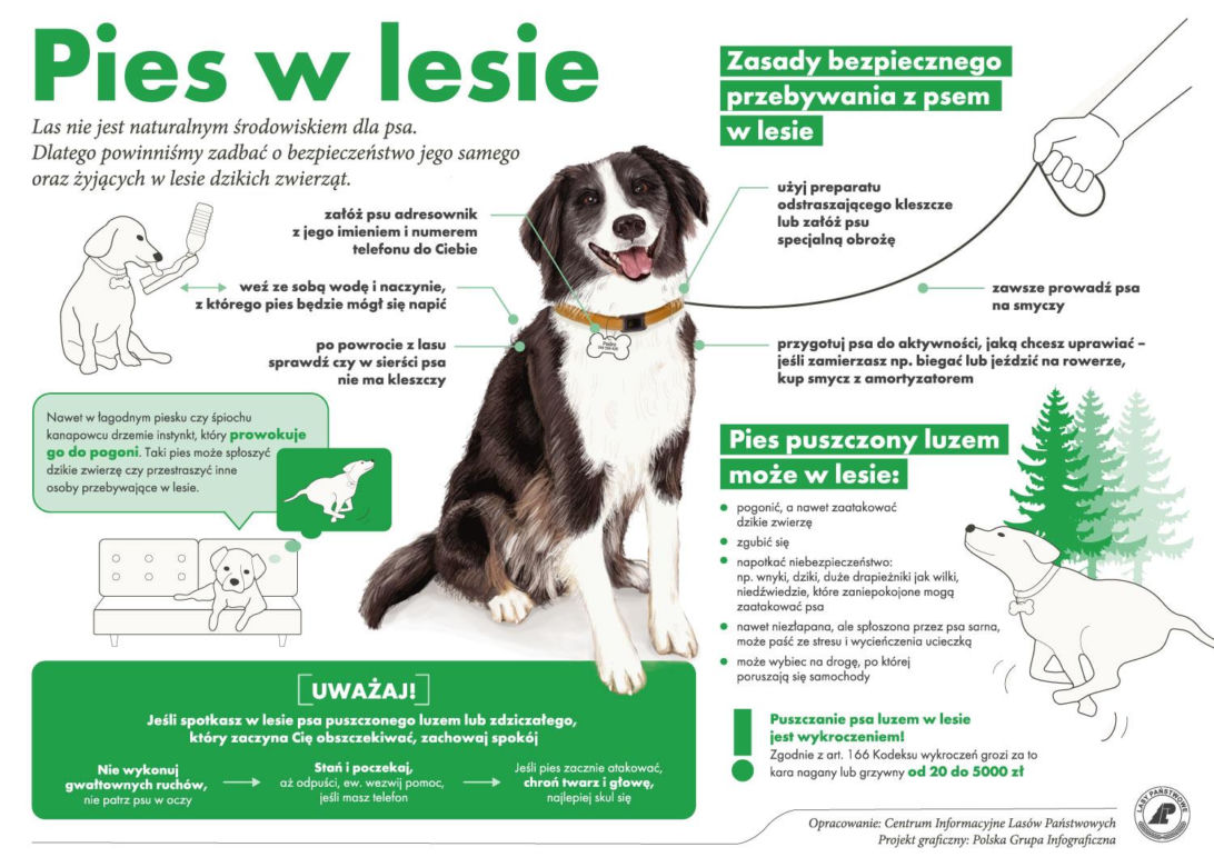 Bezpieczeństwo w lesie
