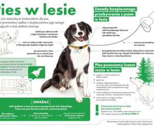 Bezpieczeństwo w lesie