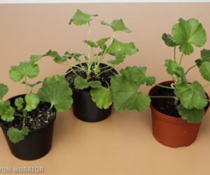Sadzonki pelargonii