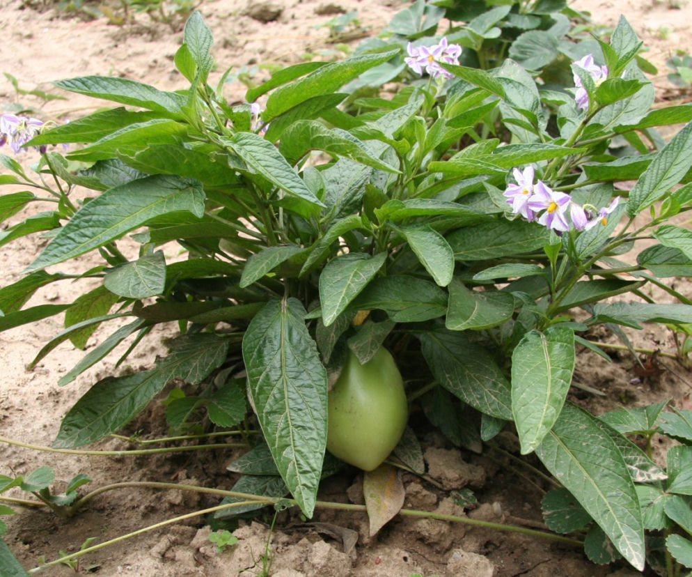 co-to-jest-pepino-jaki-to-owoc.jpg