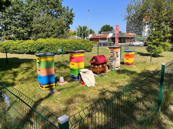 Miejska pasieka w Głogowie
