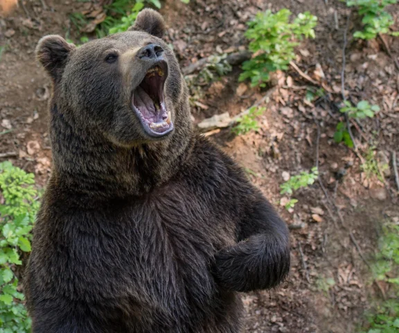 Był 300 m od domu, pogryzł go niedźwiedź! 53-latek cudem uniknął śmierci!