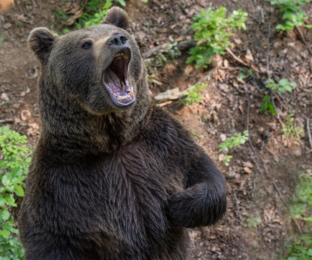 Był 300 metrów od domu, gdy zaatakował go niedźwiedź! 53-latek cudem uniknął śmierci!