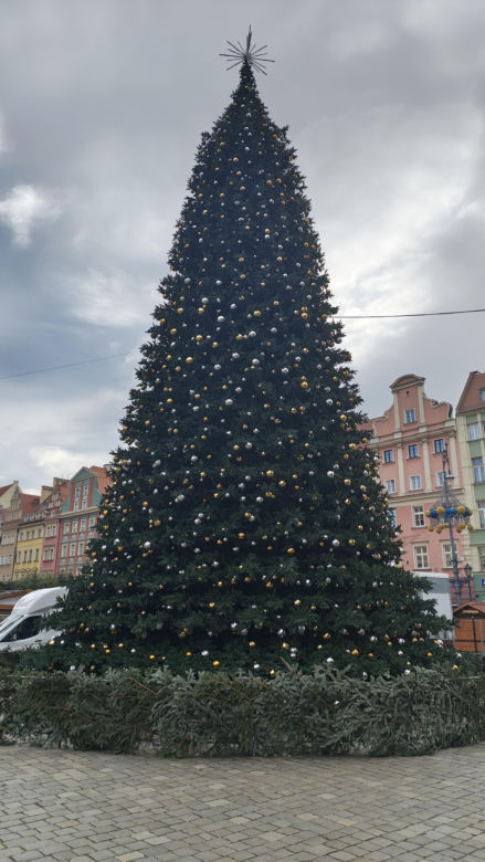 Co jest nie tak z nową choinką we Wrocławiu? "Brakuje gałązek, czubek jest niedopracowany"
