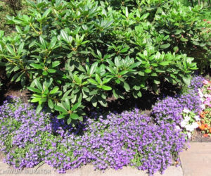 Lobelia przyladkowa
