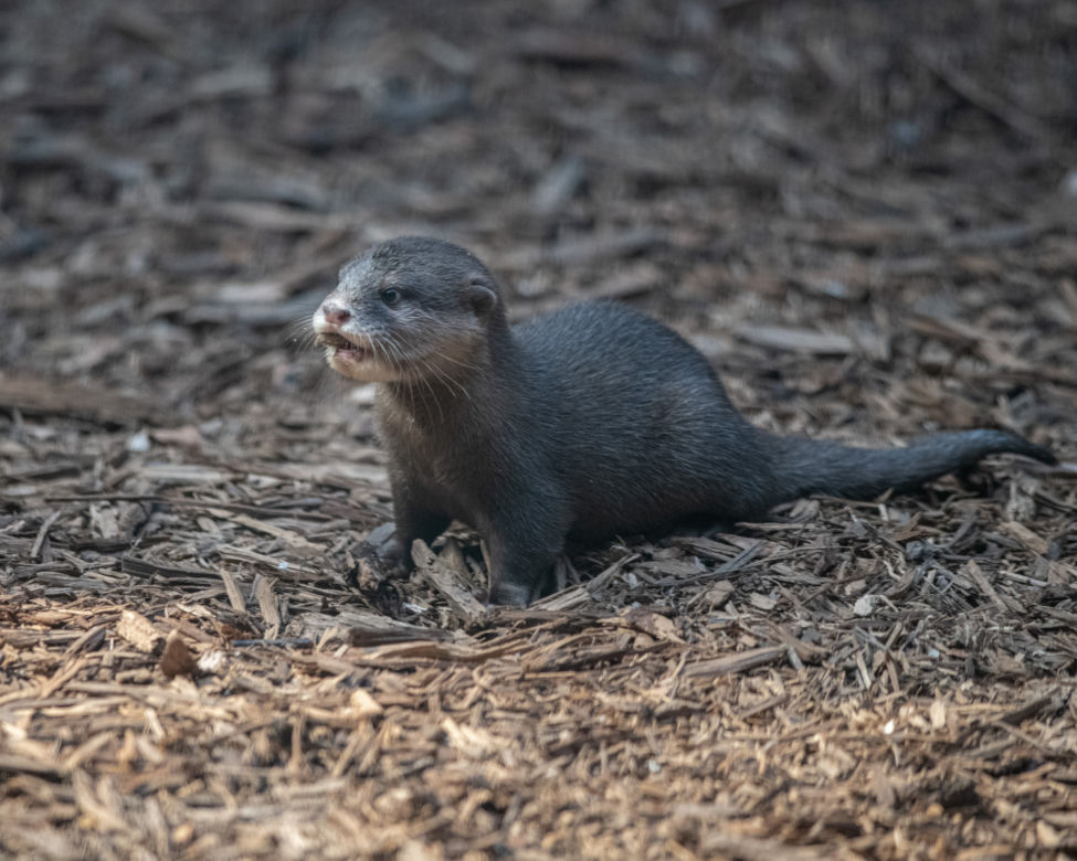 Baby boom w Orientarium ZOO Łódź. Weź udział w konkursie na imiona dla maluchów!