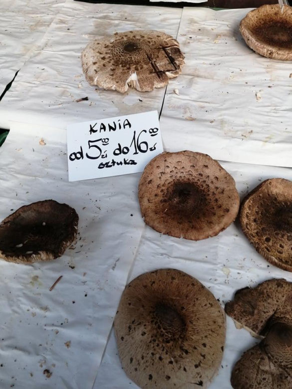 To ostatni moment na grzyby. Jakie są ceny gąsek, rydzów i kozaków w listopadzie w Krakowie?