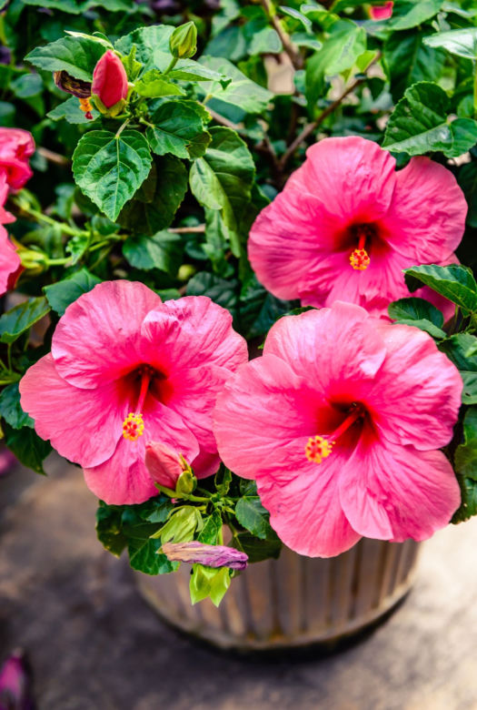 Hibiskus doniczkowy