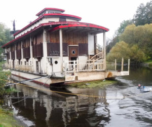 Kotek wyrwany śmierci