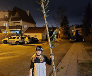 Nietypowa świąteczna tradycja. Co roku wybierają najbrzydsze drzewko w sklepie!