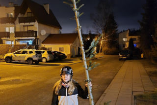 Nietypowa świąteczna tradycja. Co roku wybierają najbrzydsze drzewko w sklepie!