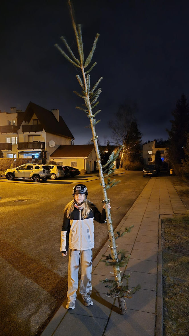 Nietypowa świąteczna tradycja. Co roku wybierają najbrzydsze drzewko w sklepie!