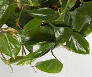 Filodendron pnący