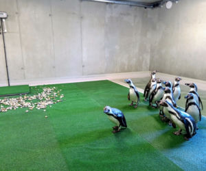 Tak prezentują się pingwiny w śląskim ZOO. Kiedy będzie można je odwiedzać? [ZDJĘCIA, WIDEO]