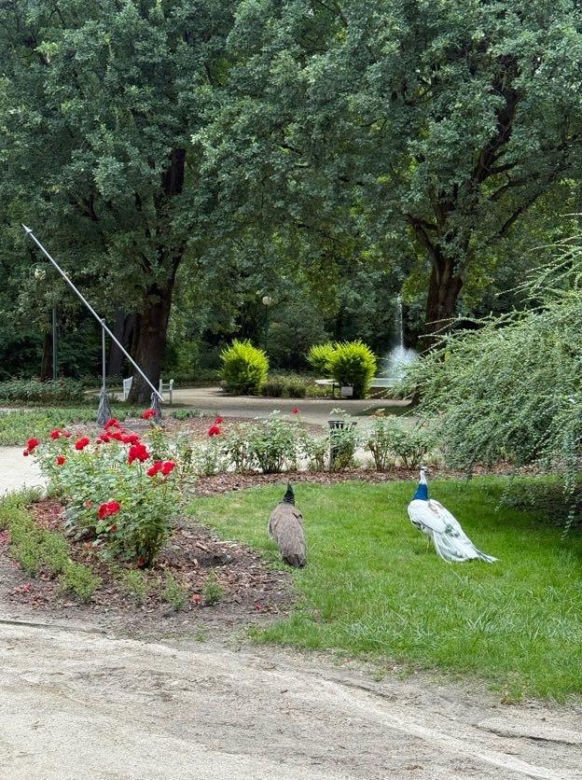Stado pawi w Ogrodzie Saskim w Lublinie się powiększyło!