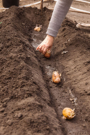 Sadzenie ziemniaków