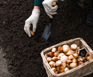 Sadzenie cebulek jesienią