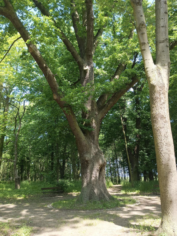 Parki podworskie w powiecie gdańskim