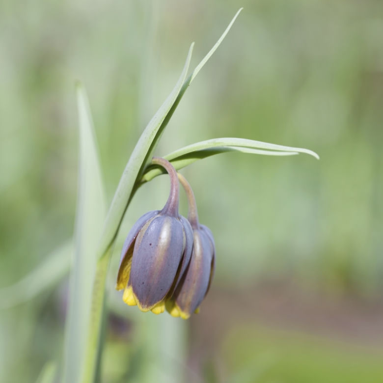 szachownica