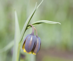 szachownica