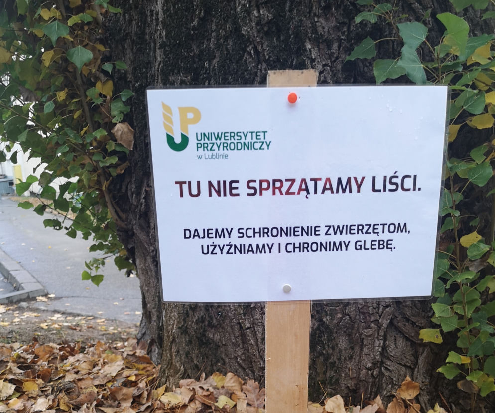 Doktor Jerzy chroni jeże! UP w Lublinie tworzy mateczniki dla zwierząt