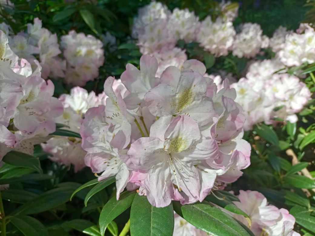 Arboretum Kórnickie - raj dla miłośników pięknych roślin