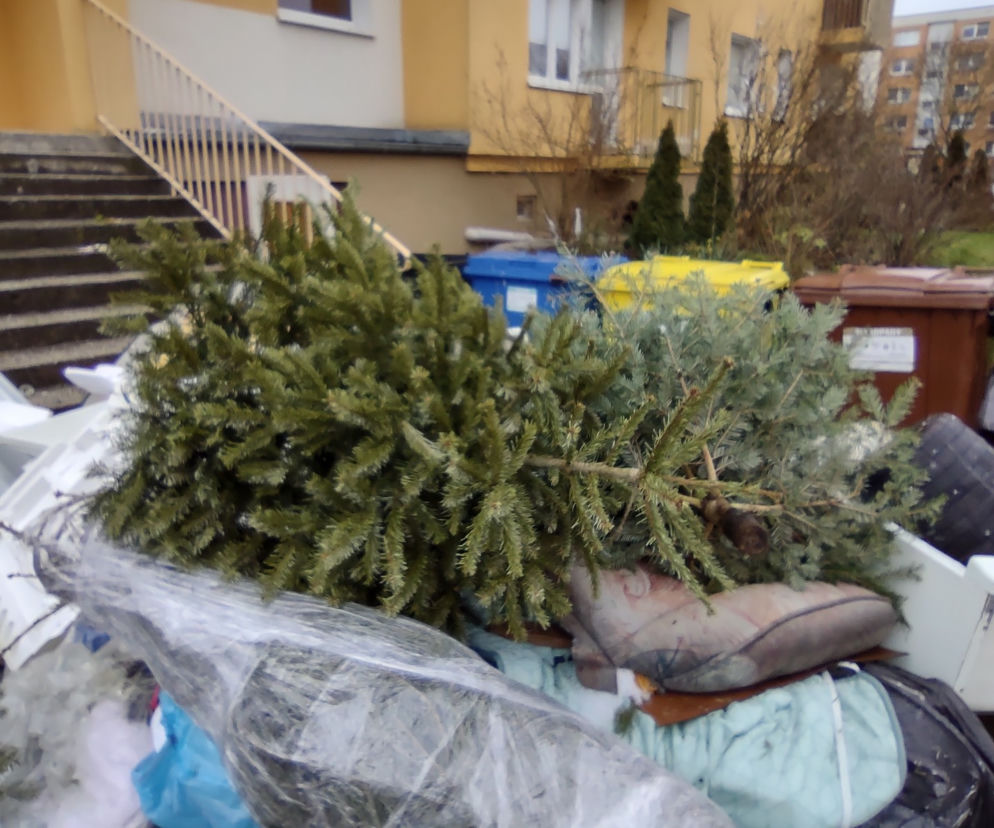 Świąteczne drzewka należy pociąć i wrzucić do kontenera na bioodpady