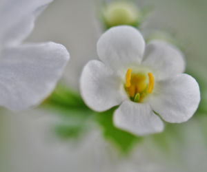 Brahmi (bakopa drobnolistna)
