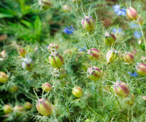 Czarnuszka damasceńska