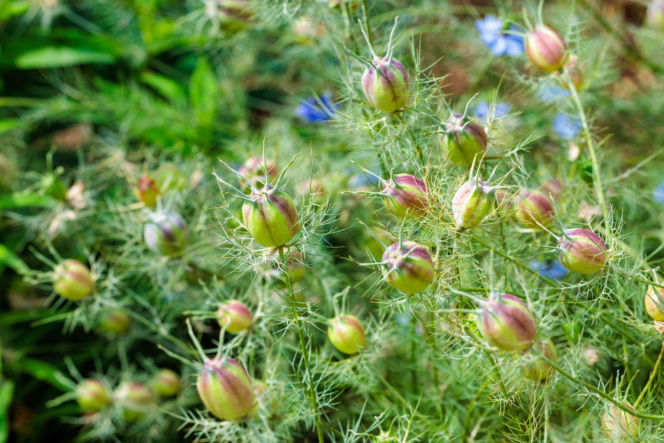 Czarnuszka damasceńska