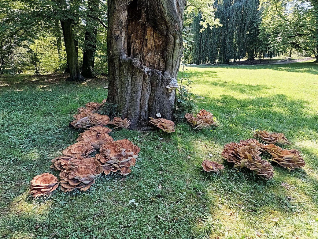 Grzyb gigant wyrósł w Parku Szczytnickim. Może ważyć nawet 50 kilogramów!