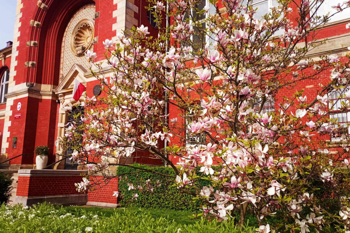Magnolie w Szczecinie
