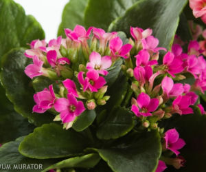 Kalanchoe Blossfelda