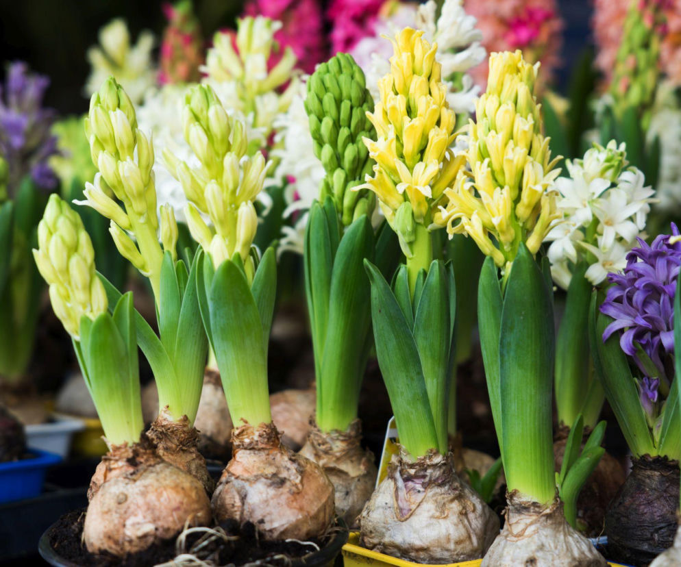 Hiacynty w doniczkach