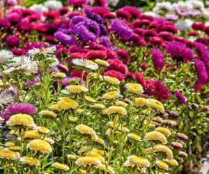 jesienny ogród