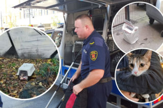 Te interwencje łódzkiego Animal Patrolu łamią serce... [ZDJĘCIA]