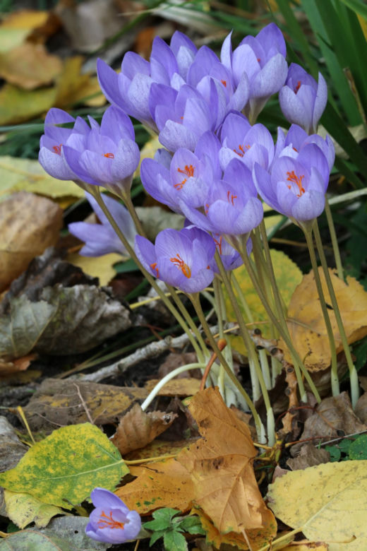 Krokusy jesienne