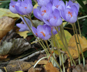 Krokusy jesienne