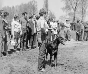 Wystawa psów na stadionie w Łodzi w maju 1972 roku
