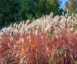 Miskant chiński